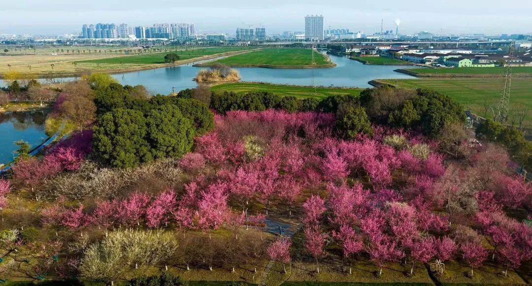 我想开了!_黄桥_梅花园_相城