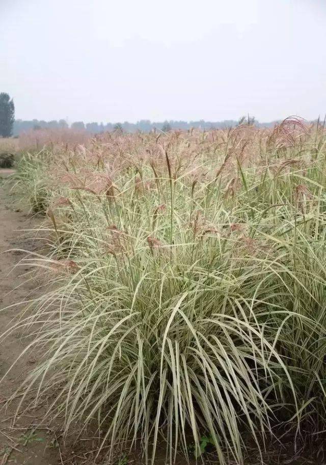 园林植物丨芒草类观赏草介绍_叶片_形态_密度