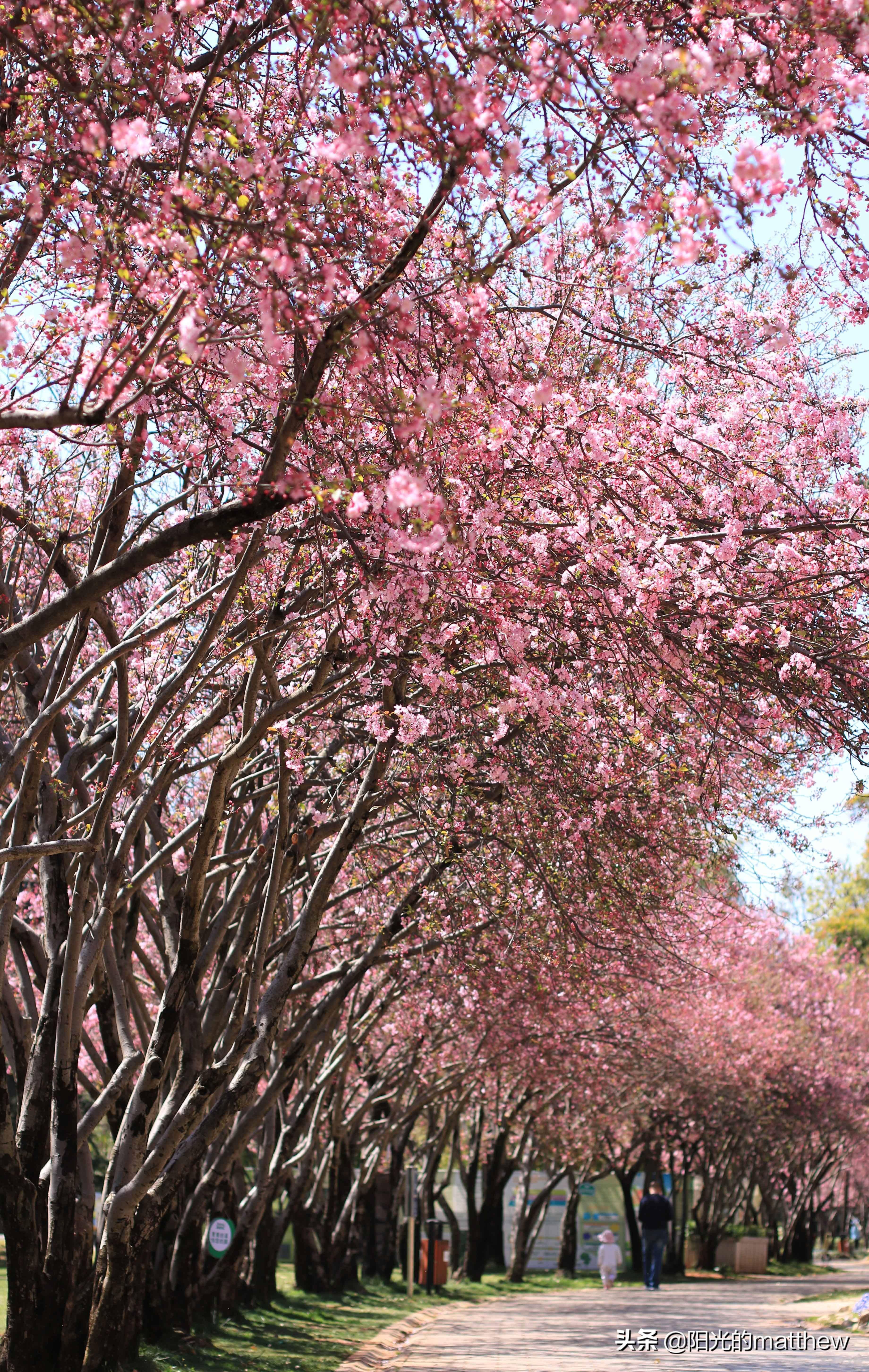 云南昆明海棠花盛开粉红色装扮的公园似童话的世界
