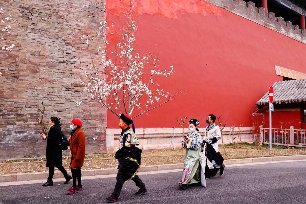 玉兰花,故宫,北京|北京故宫外玉兰花美如画