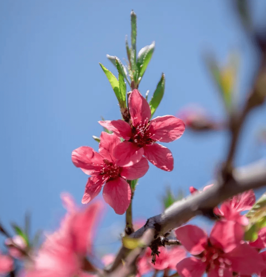 踏春打卡地推荐泰美镇象头山鹰嘴桃园