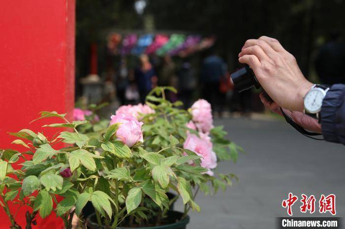 建设|北京推进园林绿化建设 百余处公园赏花片区遍布京城