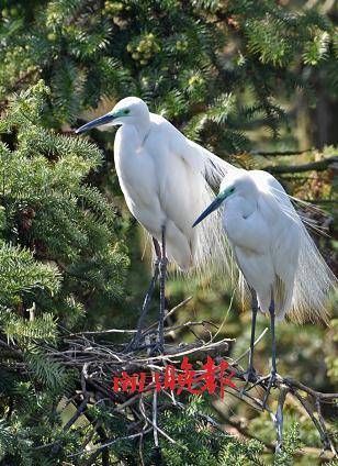 鹭鸟|刚刚！珍贵画面传出！就在南昌这里…