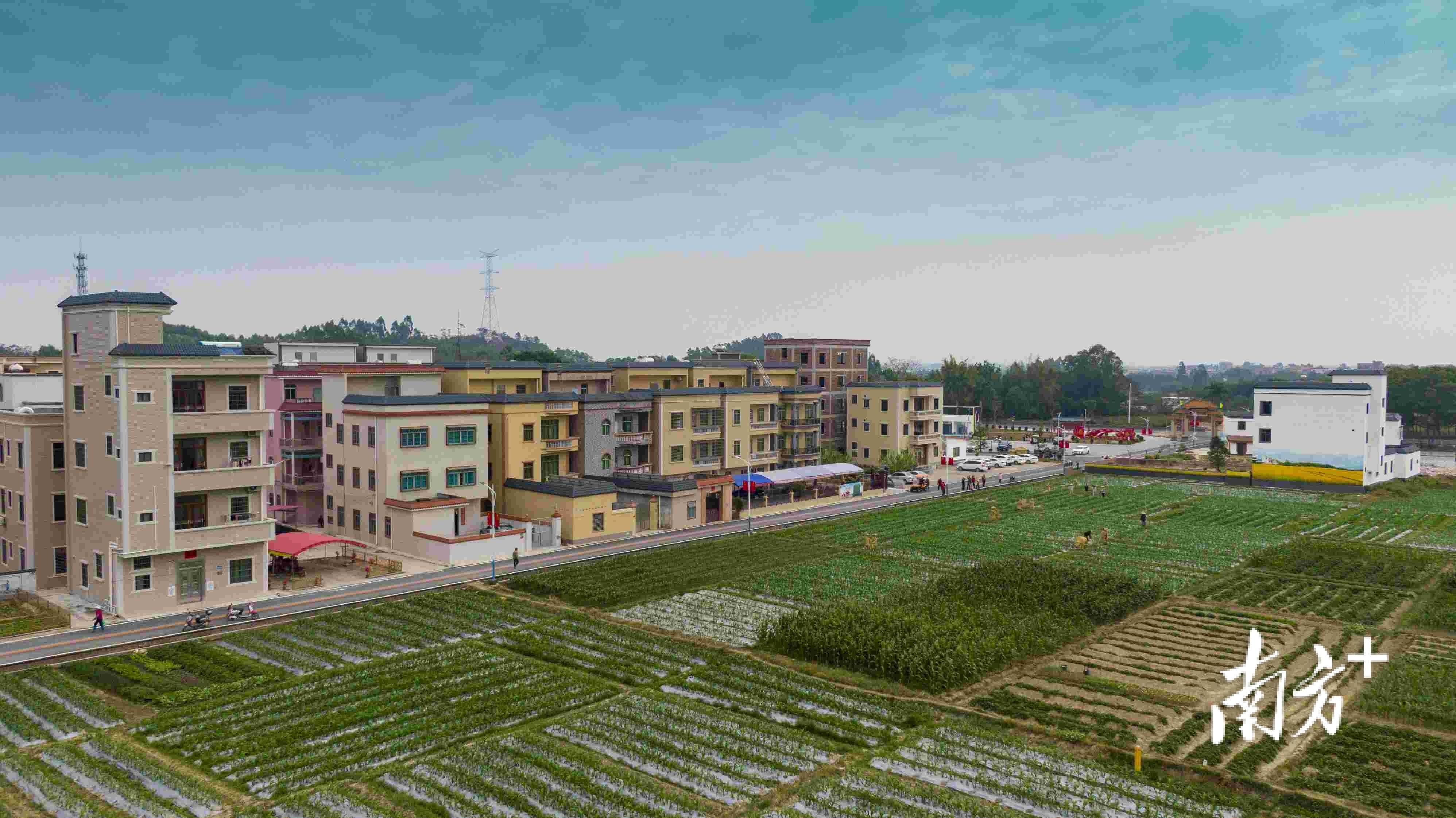 全面乡村振兴的高州智慧联村共建抱团谋发展