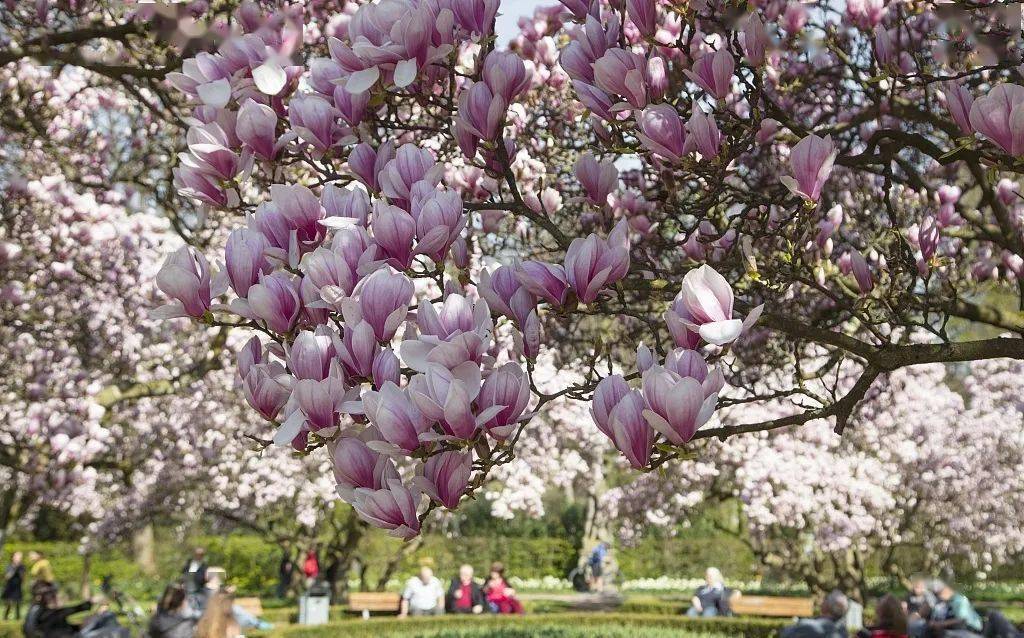 青浦游记丨上海全域最年长市花在青浦花期如约静待客来