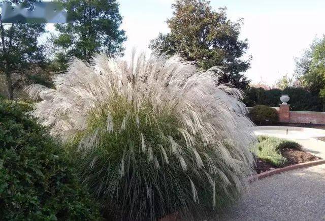 园林植物丨芒草类观赏草介绍_叶片_形态_密度