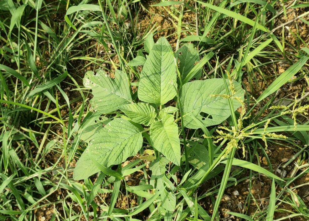 燕麥,看麥娘,蒲公英,冰草,牛筋草的種子可存活5年;金狗尾,薺菜,狼尾草