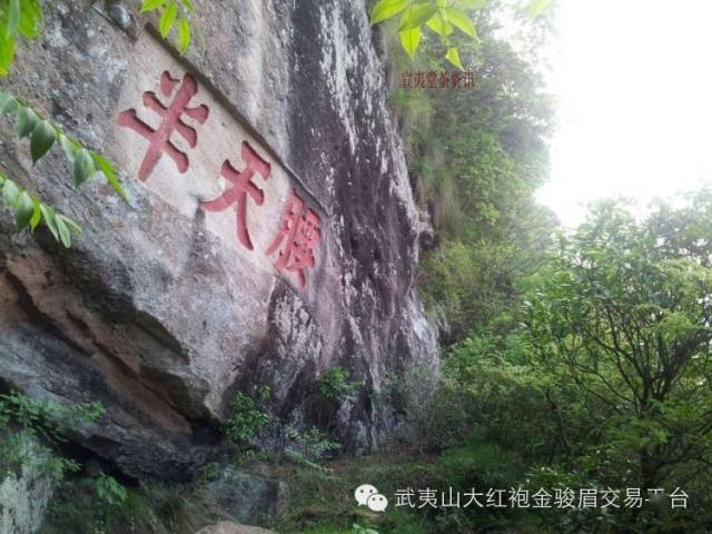 武夷名丛半天腰半天妖