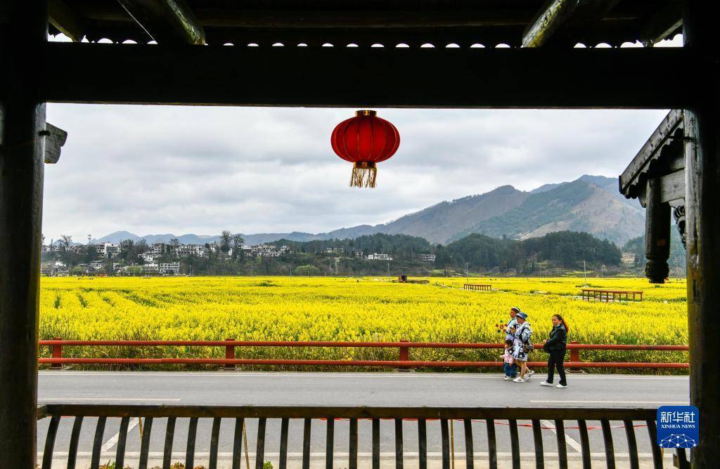 经济|贵州贵定：“赏花经济”带动乡村旅游