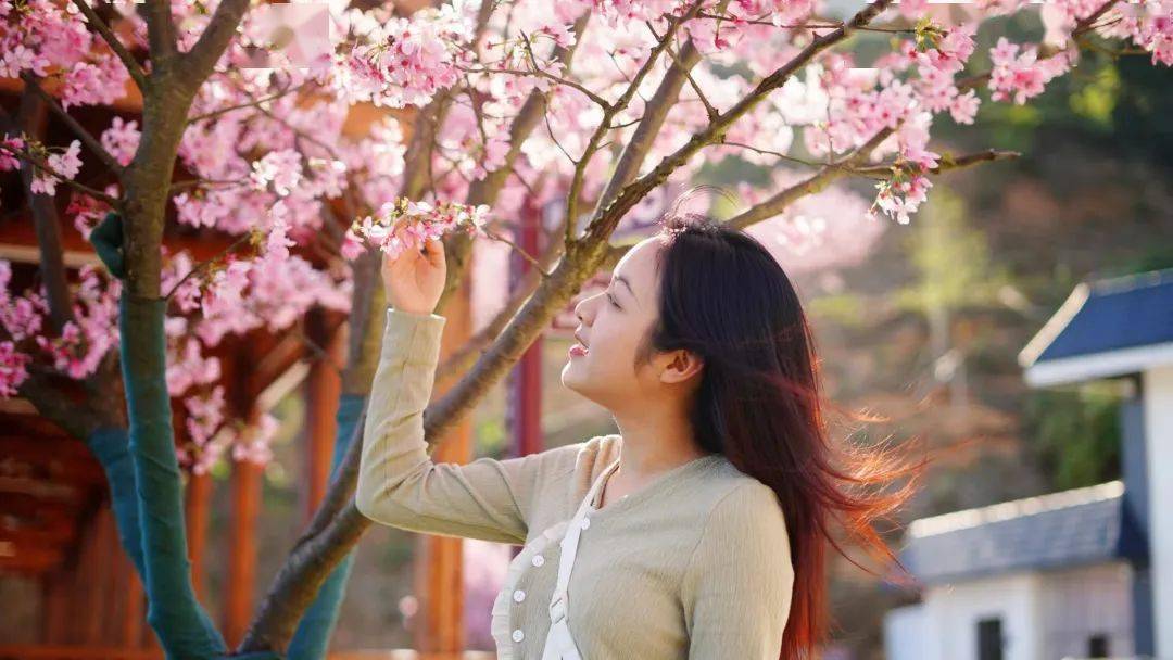 刷爆朋友圈德庆高山上浪漫樱花簇簇盛放美女们相约赏花拍照