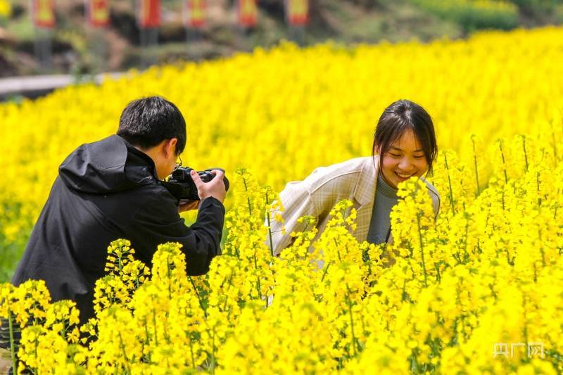 周娴|贵州施秉油菜花开引客来