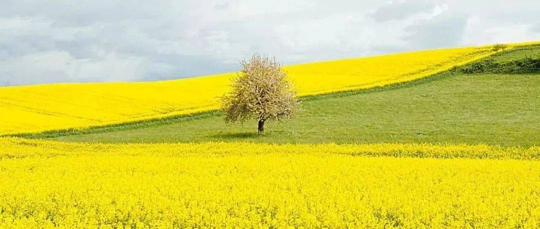 春天拍摄油菜花的8个技巧_画面_前景_位置