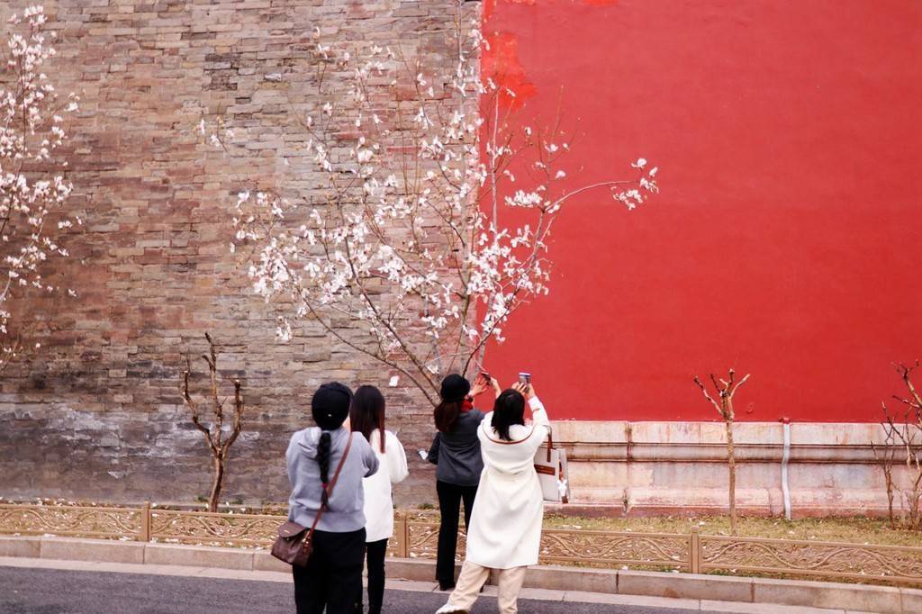 玉兰花,故宫,北京|北京故宫外玉兰花美如画