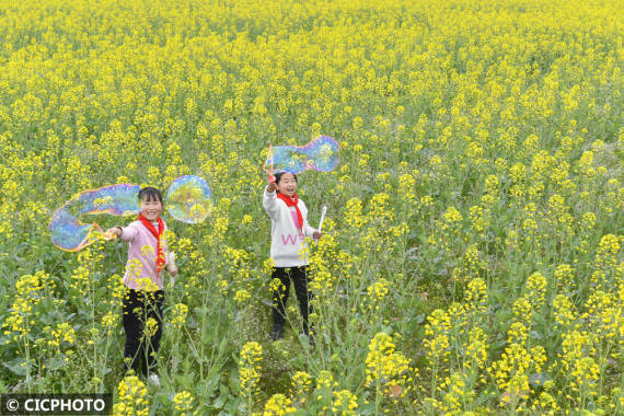 游客|金色油菜花海已上线，一起触摸春的气息！