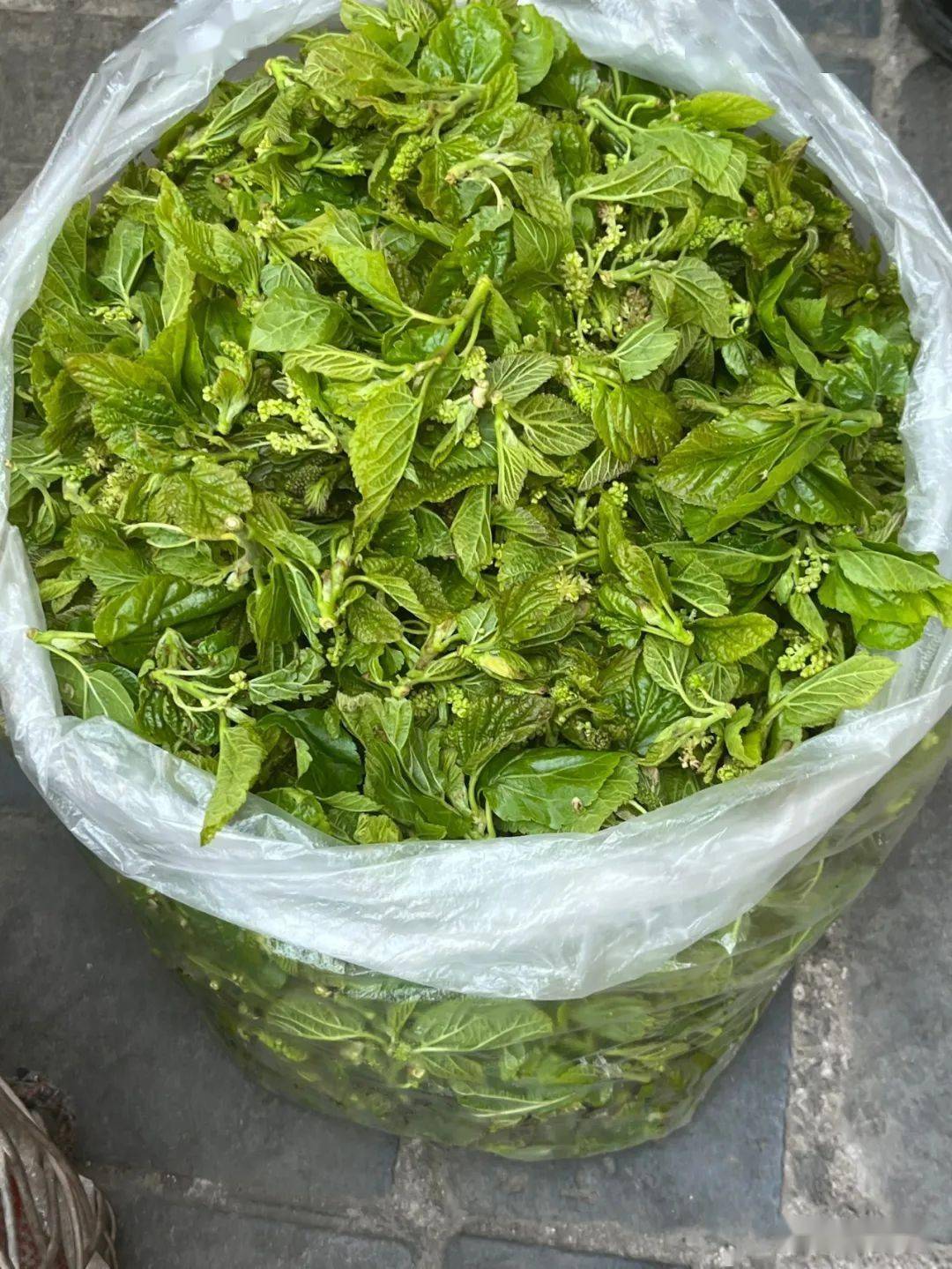 楚雄市场内"山茅野菜"上市!小时候的味道你吃过多少?