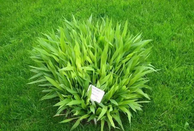 园林植物丨芒草类观赏草介绍