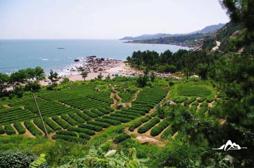 中国|植树节 | “植”此青绿，共同期待最美的春天