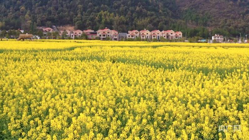 油菜花|邂逅春天｜湖南衡阳：油菜花开 遍地金黄