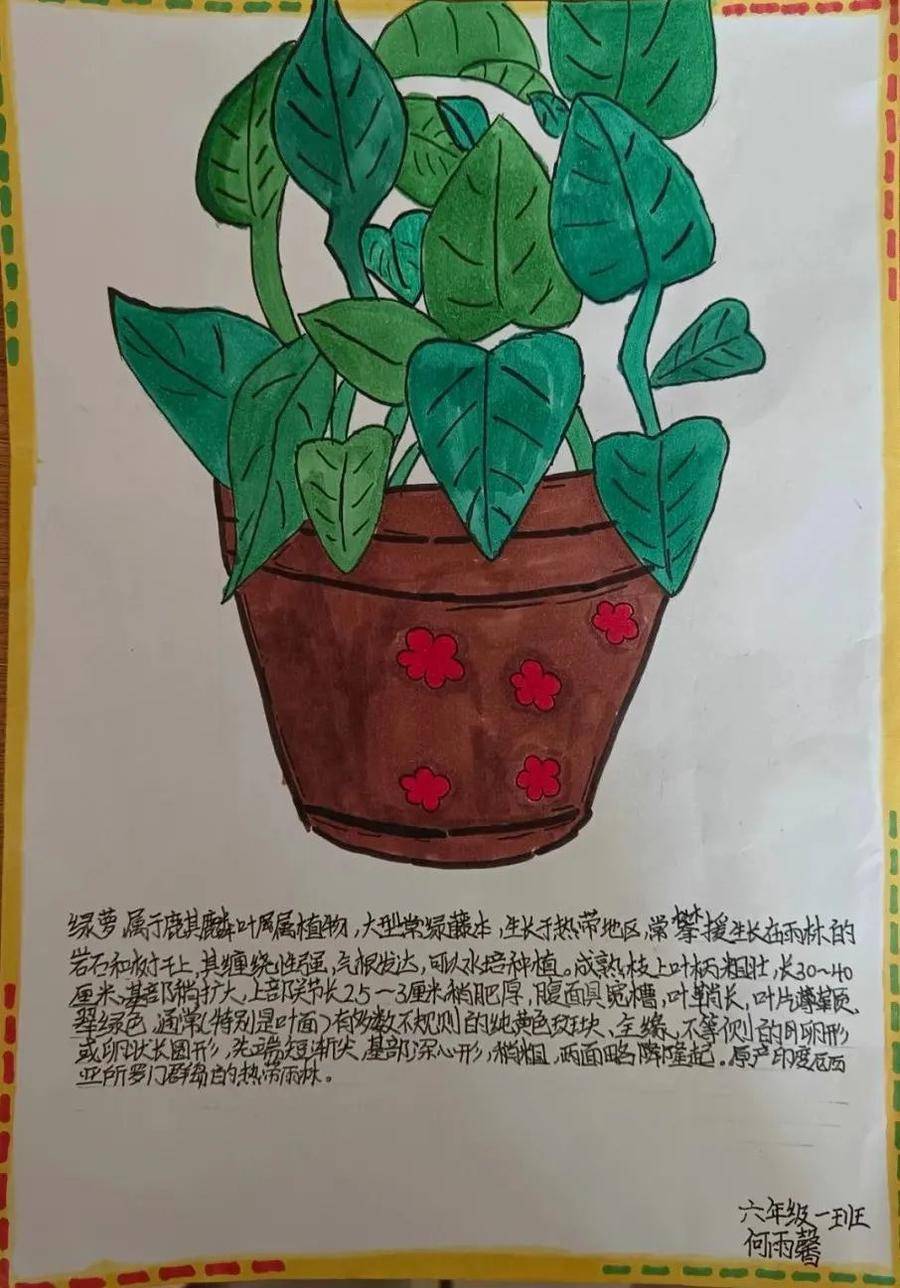 队员们通过查阅资料,进行了植物探索,通过文配画,手抄报等形式进行