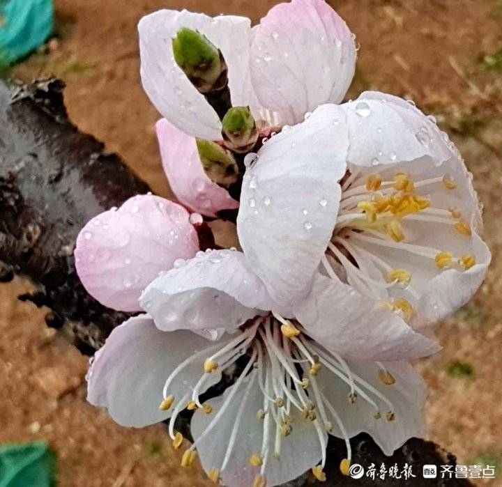 雨打杏花图片图片