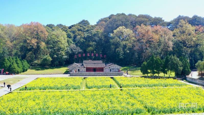 油菜花|福建上杭：古田会议会址前油菜花开春意浓