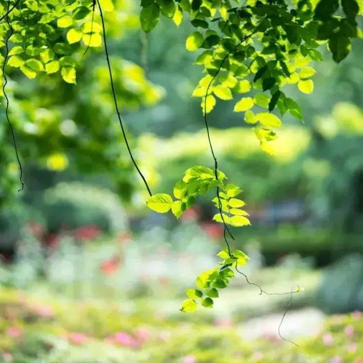 诗词丨七首古诗咏佳木,惟愿山河无恙人间安!_孩子_时节_桃花