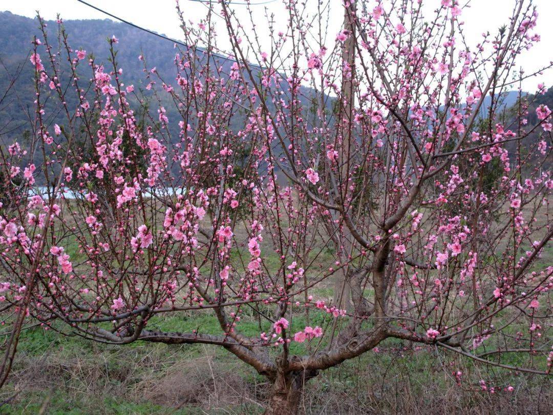 东风桃花第一树