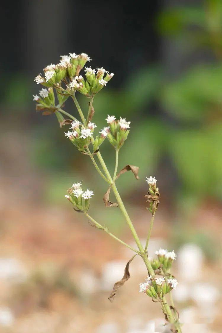 你好大自然第222期甜叶菊