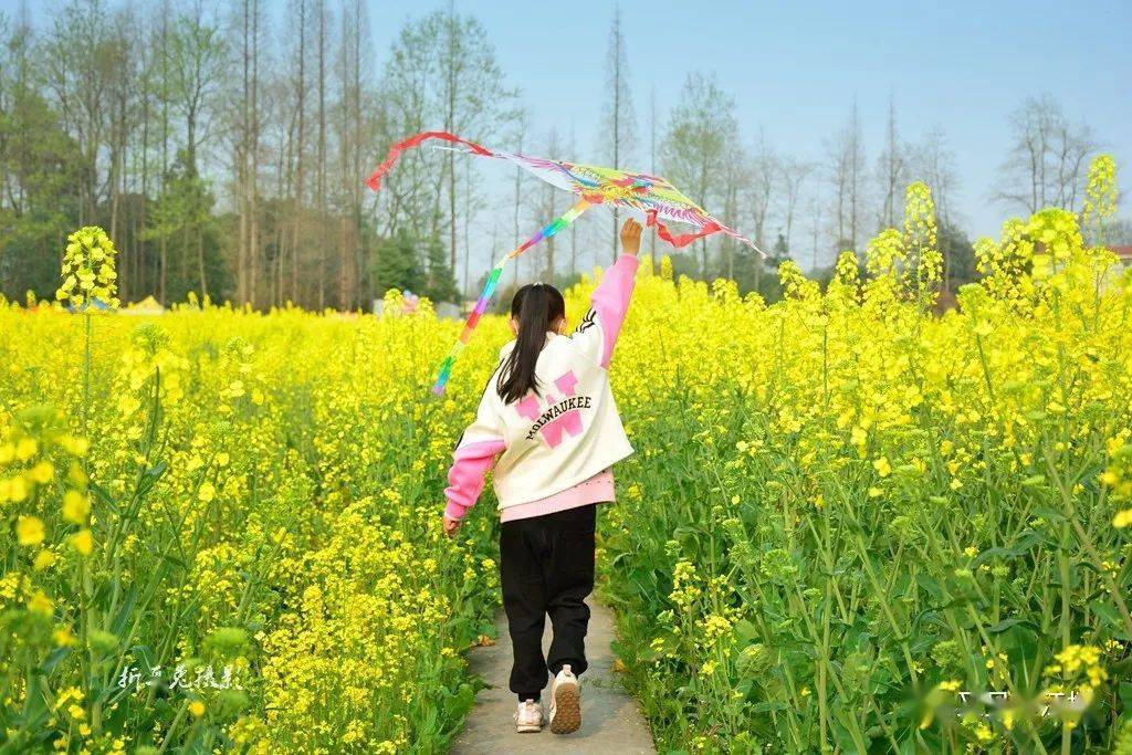 彭利娟|天晴好赏花！都江堰金陵社区油菜花海已上线，错过再等一年！