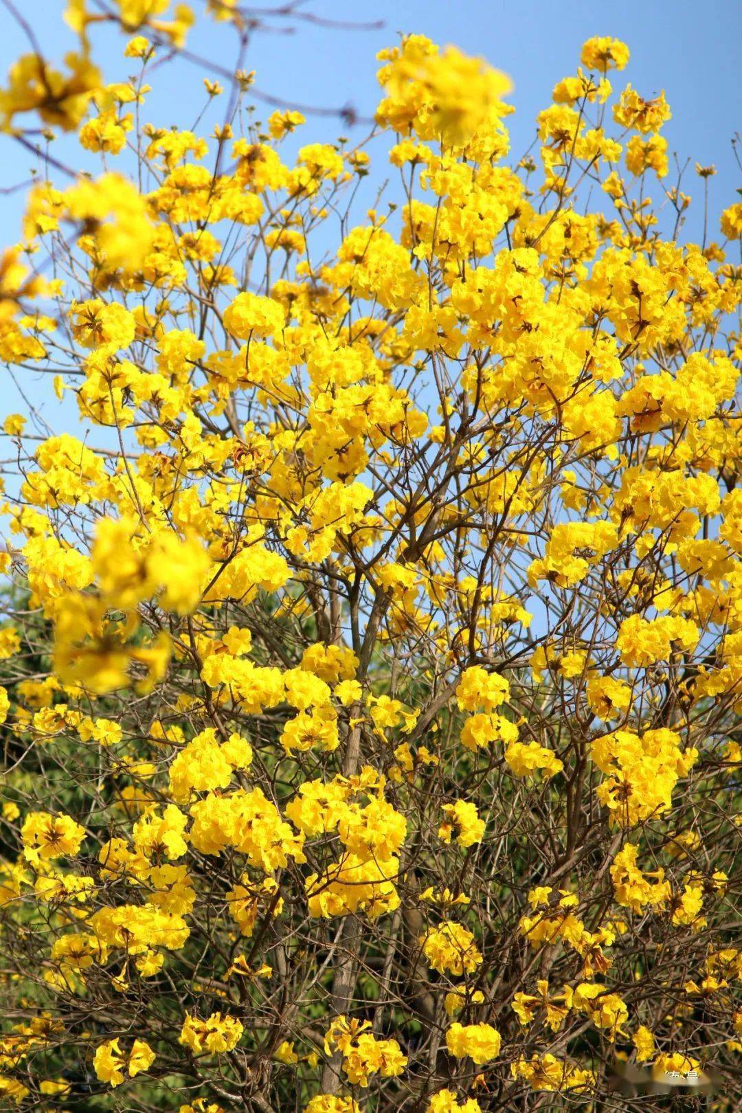 顺峰山公园黄花风铃木图片