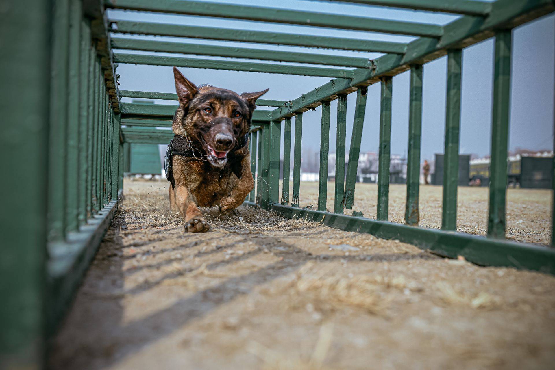 武警警犬基地图片