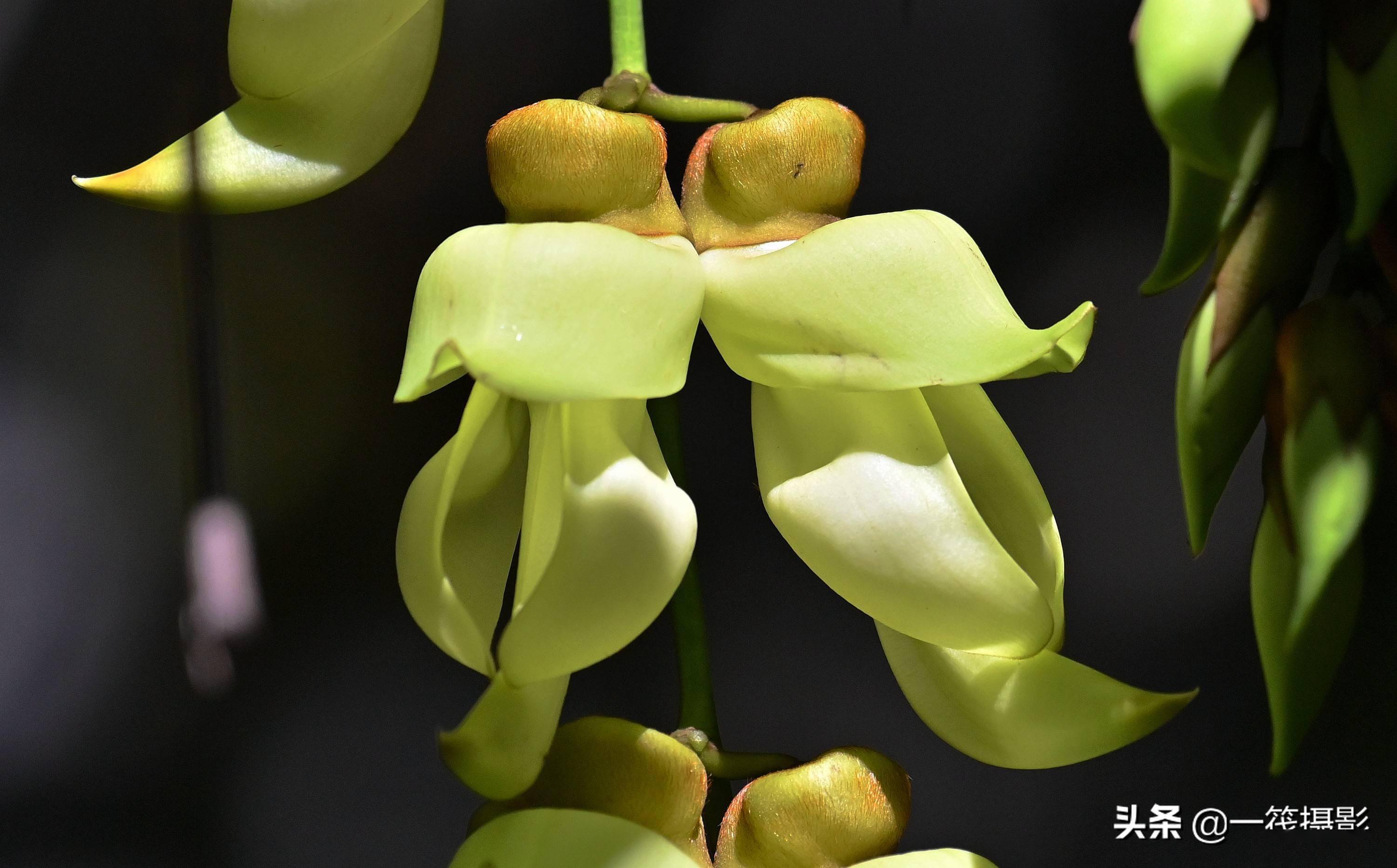 美花欣赏——浅绿色禾雀花_麻藤_白花油_造纸