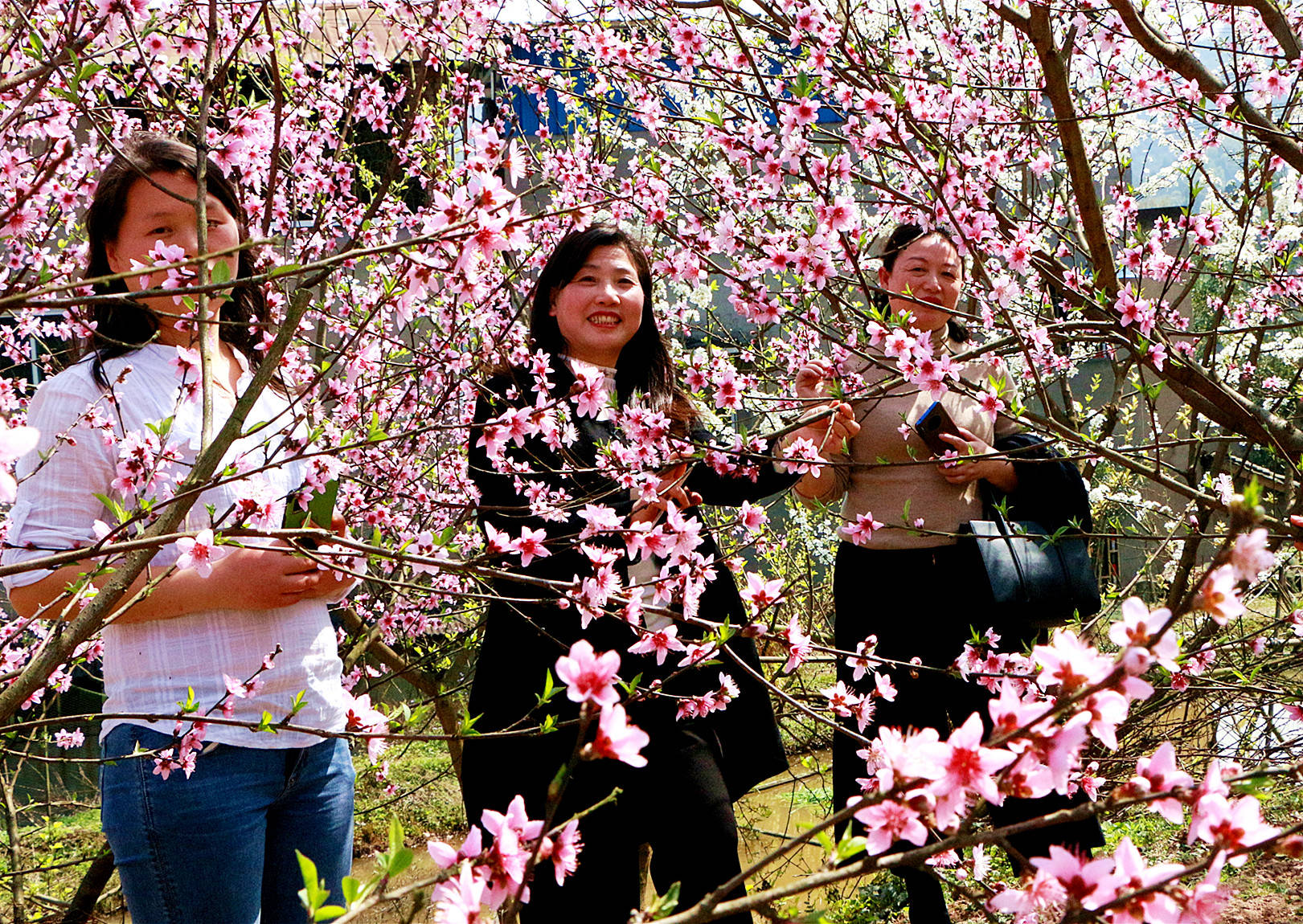 桃花|泸州市纳溪区：千亩桃花朵朵开 伏龙村民笑开颜