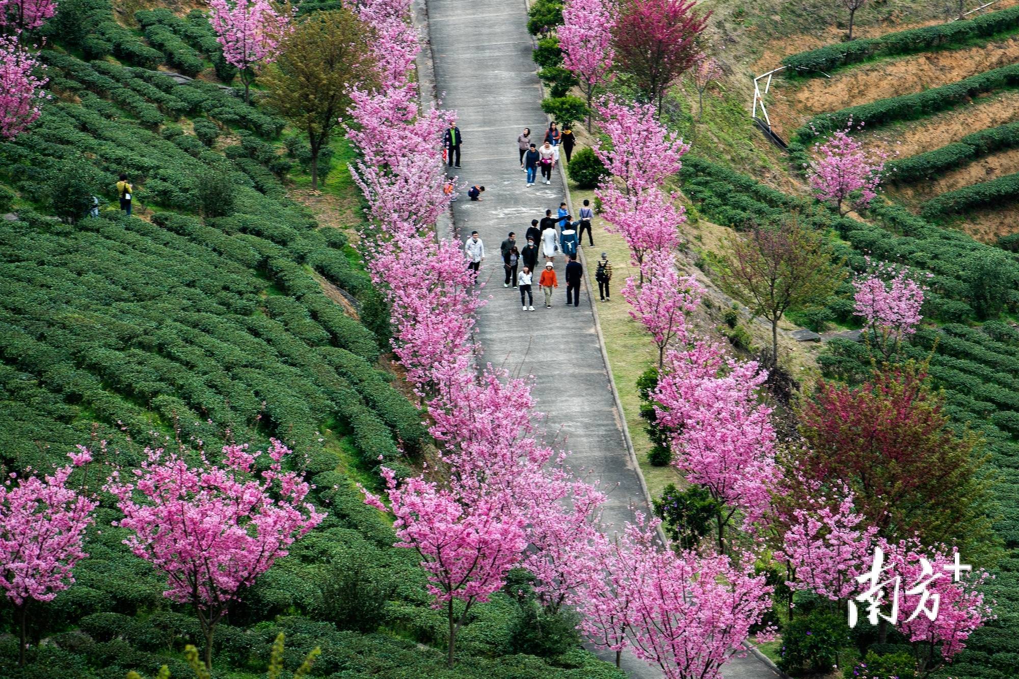 梅州灵光寺樱花图片