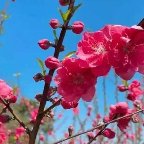 春日遊超治癒桂林這片小清新花海太出片了附辨花教程