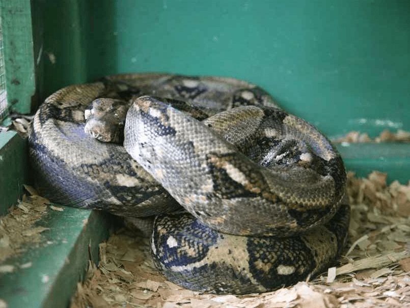 海南巨蟒为报恩甘当"保姆",为主人看家护员,与其同吃同住_黄开_蟒蛇