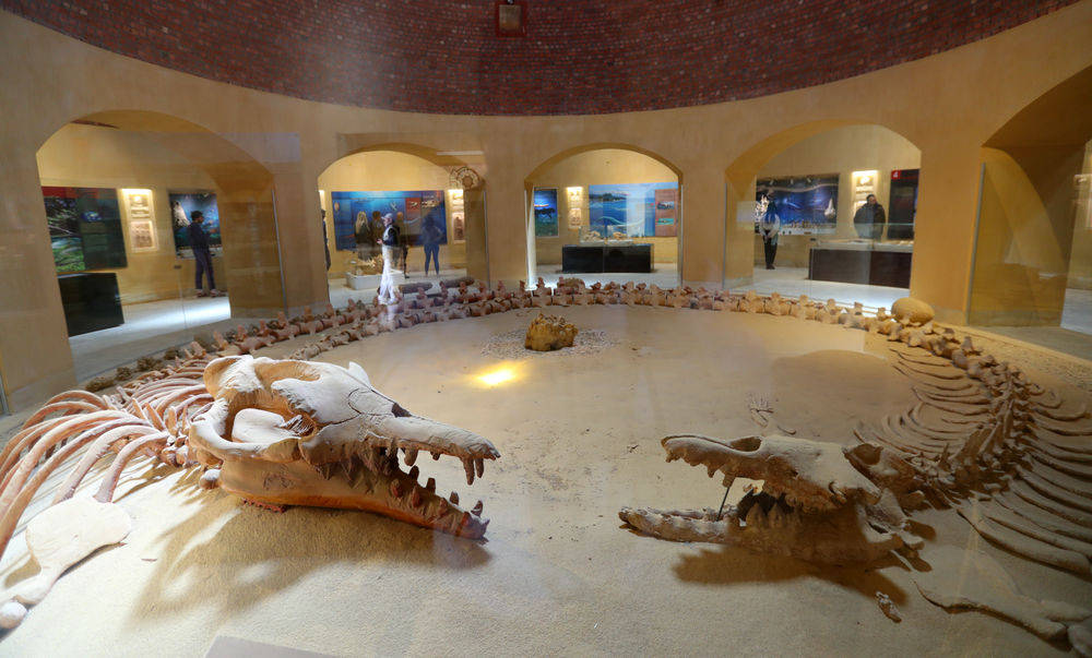 鲸鱼化石位置塞尔达图片