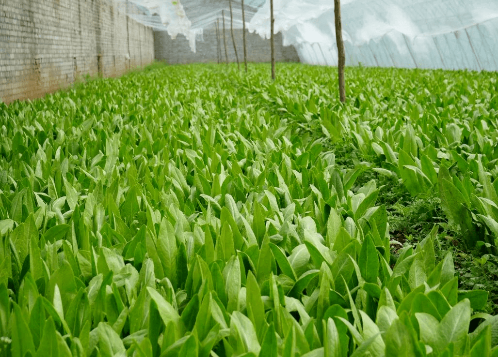 一座座温室大棚错落有致地排列开来,大棚里嫩绿的蒜苗,绿油油的油麦菜