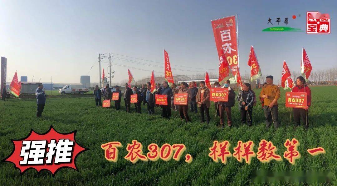 直击现场,从试种2100亩到扩种20000亩,这个品种"火出圈"_小麦_推广