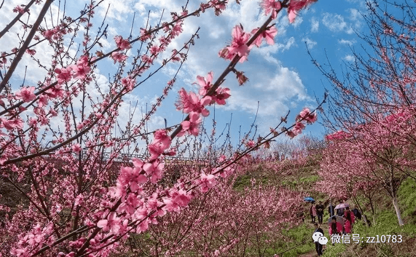 清水湾畔桃花谷图片