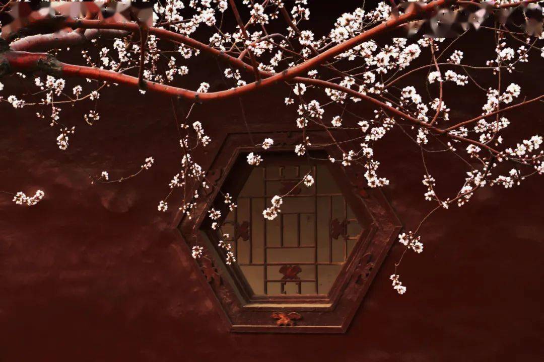 芳菲三月光影红桥桃花主题摄影展线上开展啦