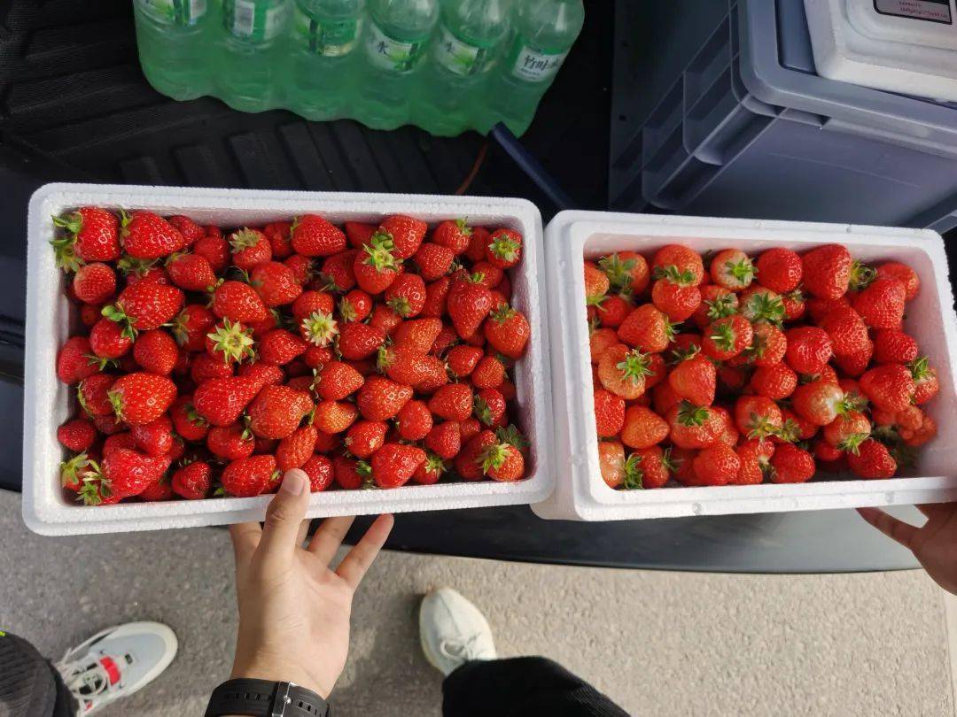 315忧心买6斤变4斤记者实测郑开大道路边买草莓5家商贩中4家严重缺斤