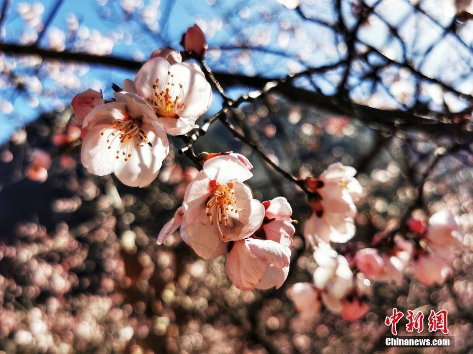 九寨沟,冰雪,九寨沟,童话世界|九寨沟冰雪消融灵动迎春归 宛如童话世界