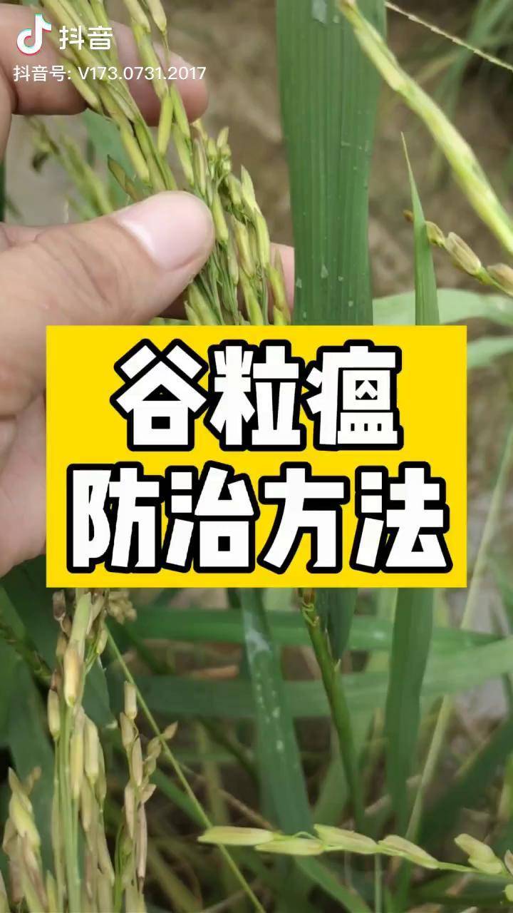 谷粒瘟防治方法水稻稻瘟病谷粒瘟dou小助手