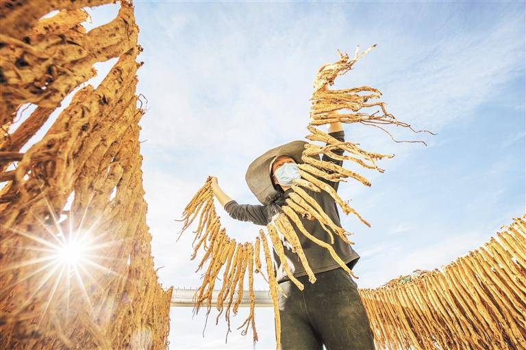 威宁:春日晒参_海拉_党参_种植