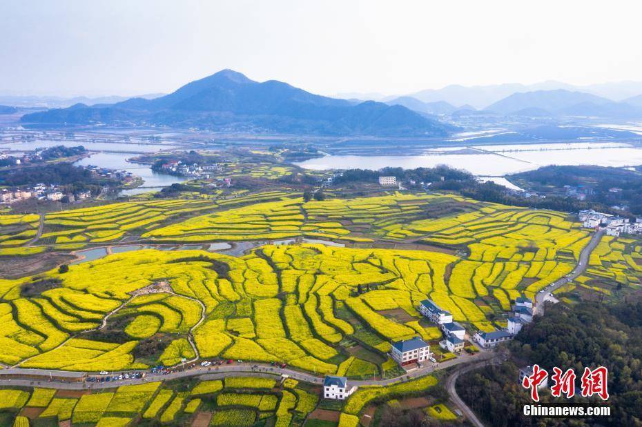 油菜花|航拍江西瑞昌万亩油菜花盛开 漫山遍野“尽带黄金甲”