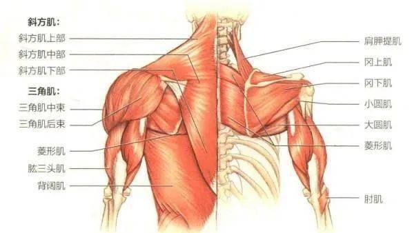 過弱的肌肉:菱形肌,斜方肌中下束,前鋸肌,使肩外旋的肩袖肌群,深層頸