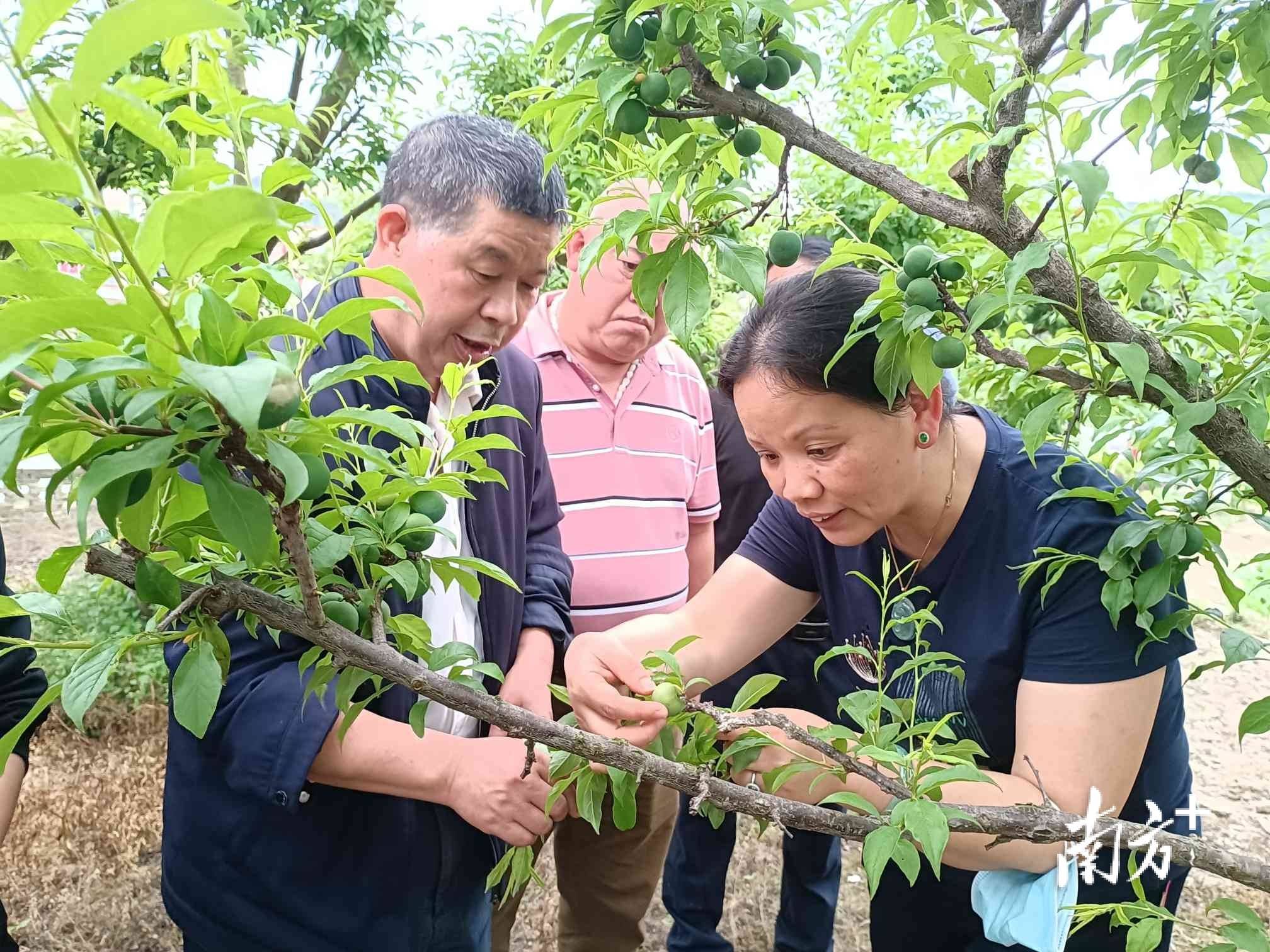 好技术结好果子信宜钱排镇举办三华李春季管理技术培训班