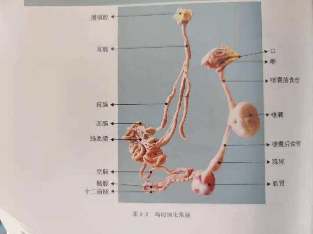 母鸡的泄殖腔 构造图片