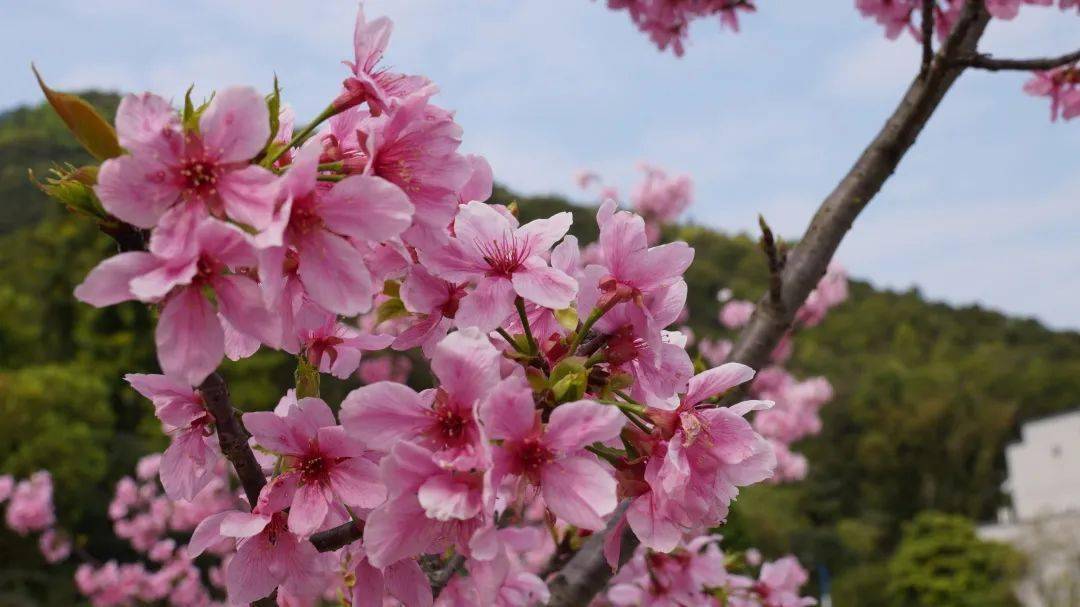 北岭山森林公园樱花图片